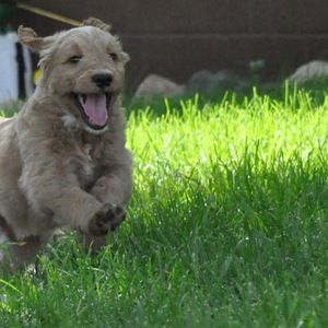 Meet your Posher, Jillybeanboots